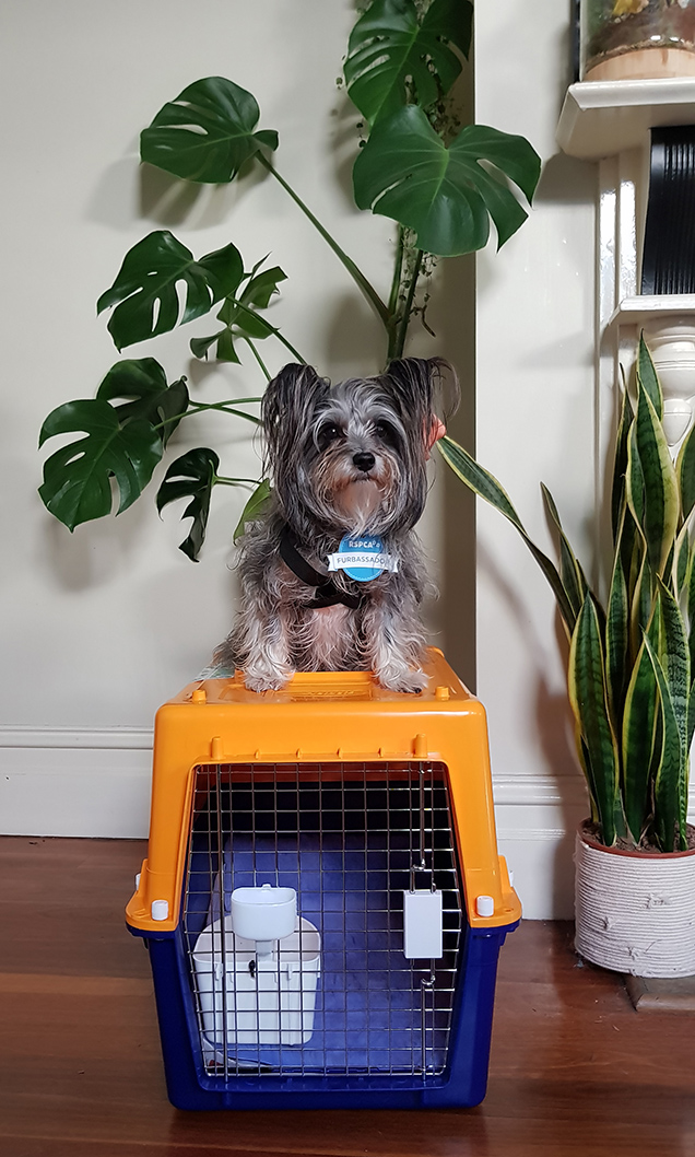 coco ontop of his travel crate